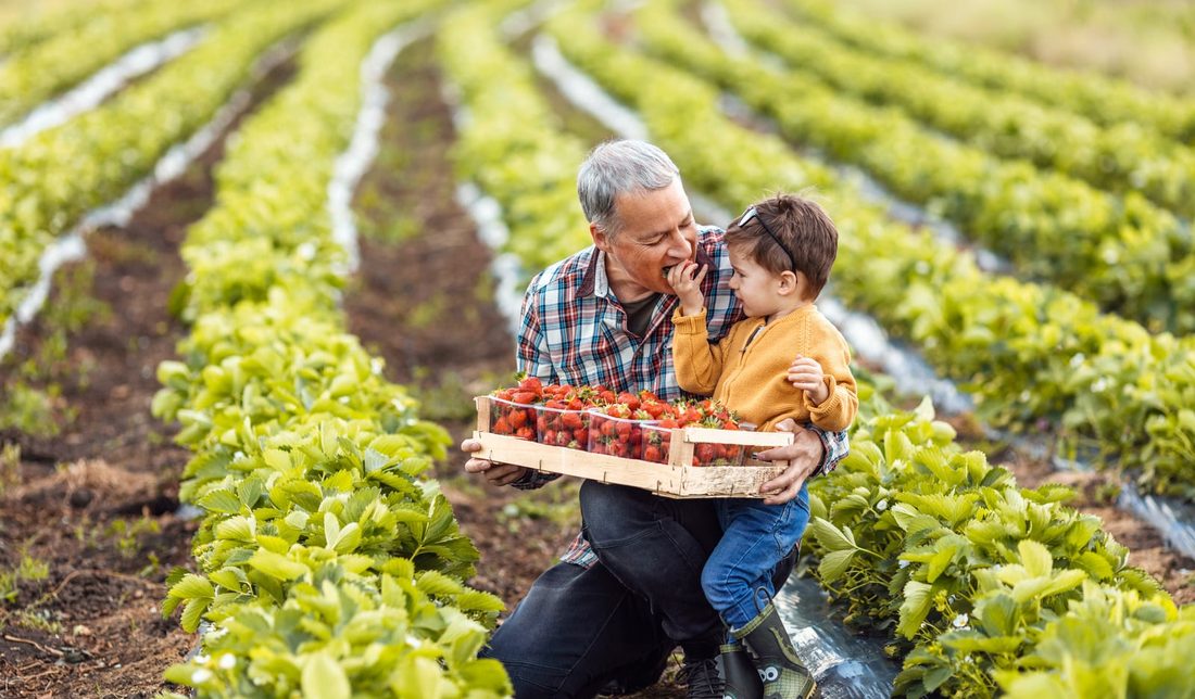 Grandfather and grandson in a strawberry field